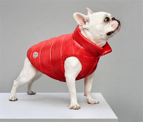 moncler dog jacket replica|moncler dog jacket for sale.